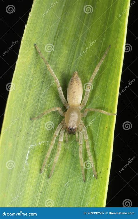 Waiting for Ambush Brown Sac Spider, Clubiona Trivialis, Satara ...