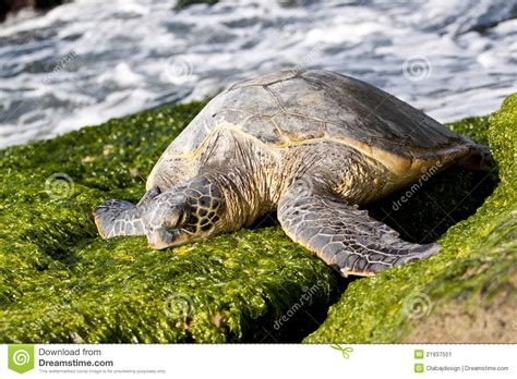 Sea Turtle Funny Quotes. QuotesGram