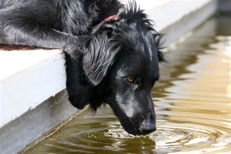 ¿Qué agua bebe tu perro? | Pet Forever