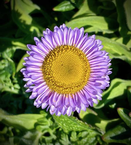 Seaside Daisy Erigeron Glaucus North Coast Slo County Flickr