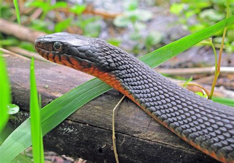 Wildlife Watching Wednesday The Rare Copperbelly Water Snake — Global