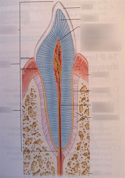 14 10 Coupe Longitudinale D Une Dent Diagram Quizlet