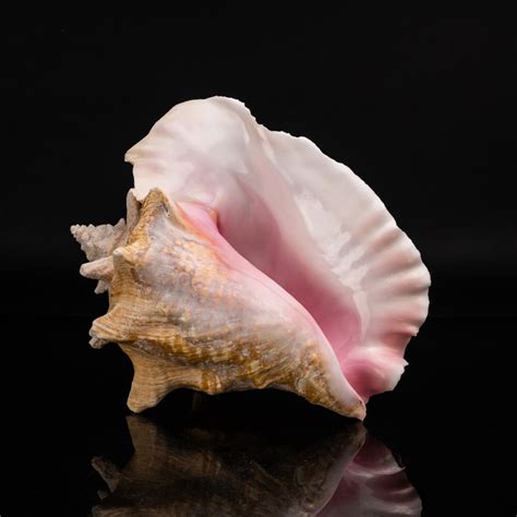 Genuine Queen Conch Shell 4 Lb Astro Gallery Touch Of Modern