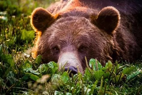 Медведь гризли – фото, описание, где обитает и чем питается