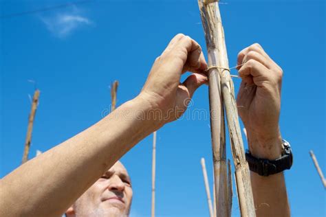 Farmer Tying Canes For Tomato Cultivation Stock Image Image Of Grow