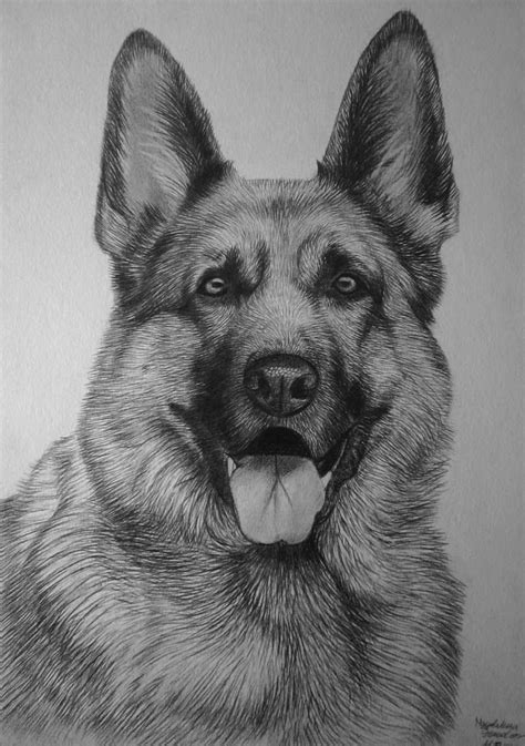 German Shepherd Pencils German Shepherd Art Dog Art German