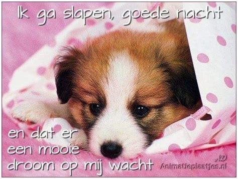 Pin Van Martha Rensink Op Avond Welterusten Honden Te Grappig