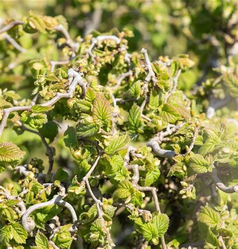 Corylus Avellana Contorta Korkenzieherhasel