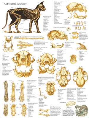 Cat Anatomy Charts And Posters