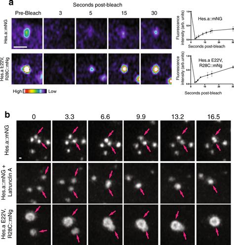 Hesa Frapfusions A Time Lapse Maximum Intensity Projection Confocal