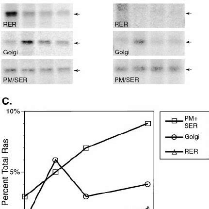 The CAAX Motif Targets Proteins to the Endomembrane System (A) COS-1 ... 