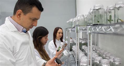 En el Laboratorio de Biotecnología Vegetal se operan plantas