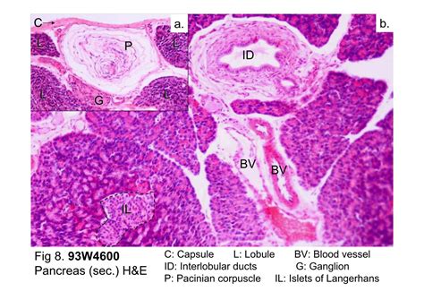 Block10 2fig 8 93w4600 Pancreas Sec Hande