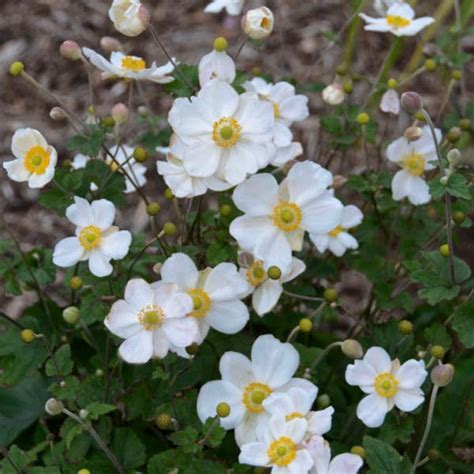 Anemone Honorine Jobert Live Plant Garden Outdoor Roots Etsy