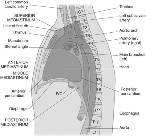 Sagittal Section Thorax