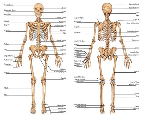 Medical Terminology Chapter 3 Skeletal Diagram Diagram Quizlet