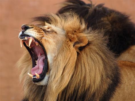 Lion Roar Wallpaper - WallpaperSafari