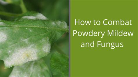 How to Combat Powdery Mildew and Fungus - North Carolina Farms Inc