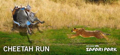 San Diego Zoo Safari Park - Cheetah Run by M&C SAATCHI LA - Billboard ...