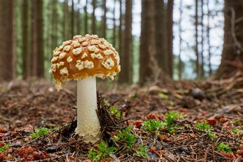 МУХОМОР КОРОЛЕВСКИЙ - Михаил Вишневский | Fungi, Forest