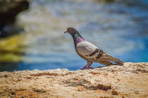 Wild Pigeon Bird Animal - Free photo on Pixabay - Pixabay