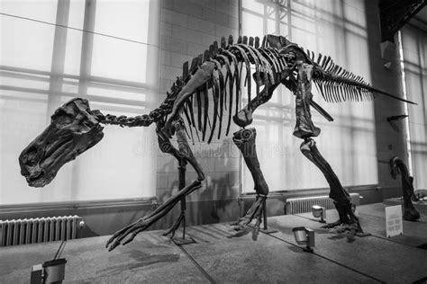 Fóssil De Dinossauro No Museu Das Ciências Naturais Da Bélgica Foto