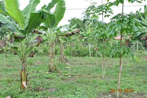 PANGSENAM: Kebun pisang dalam kebun getah...