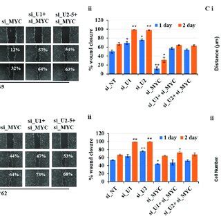 Partial Loss Of MYC Reverses Increased Cell Migration Following Loss Of