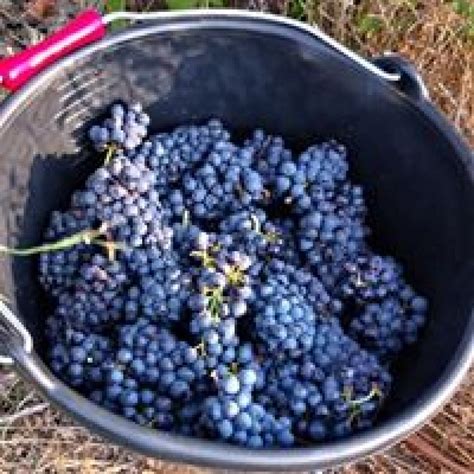 Impressionen Zu Les Quelles De La Coste Lacoste Wein Plus