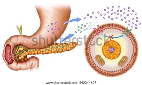 Schematic Illustration Pancreas Stomach Insulin Levels Stock ...