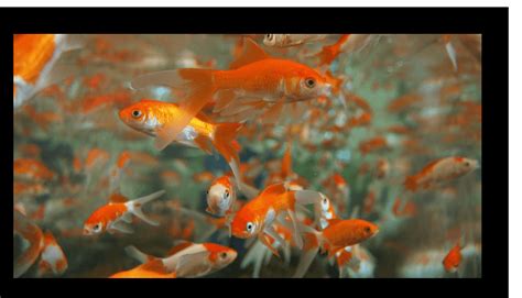 4 Simple Methods For Goldfish Care - Pet Animal World