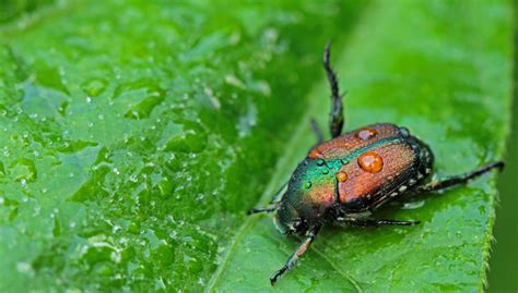 Japanese Beetle Archives | ProActive Pest Management