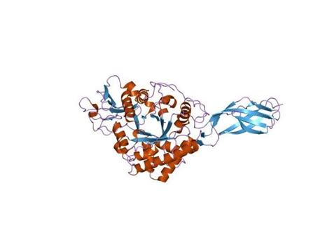 Chitinase A N terminal domain - Alchetron, the free social encyclopedia