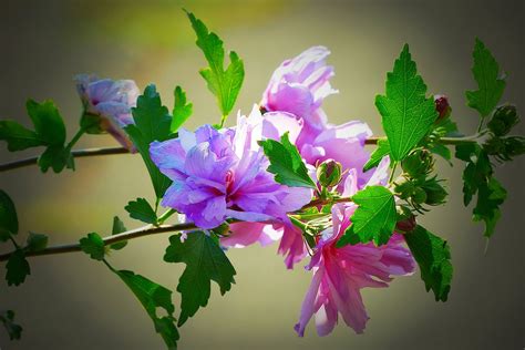 4000 Free Hibiscus And Nature Images Pixabay