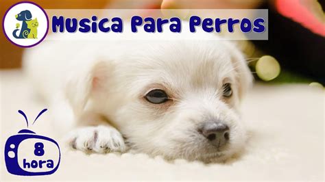 8 HORAS DE MÚSICA PARA TU PERRO Musicoterapia para tu perro con