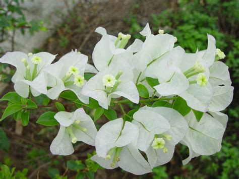 white bougainvillea Bougainvillea, Tropical Garden, White Flowers ...