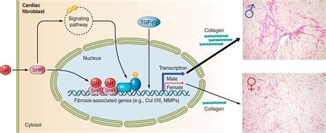 Mechanistic Pathways Of Sex Differences In Cardiovascular Disease