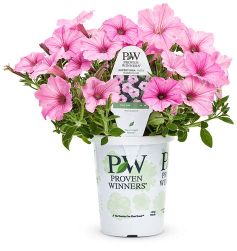 Get Petunia Supertunia Vista Bubblegum Proven Winners In Mi At