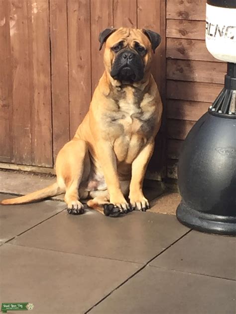 Bullmastiff For Stud Stud Dog In Bromsgrove The United States