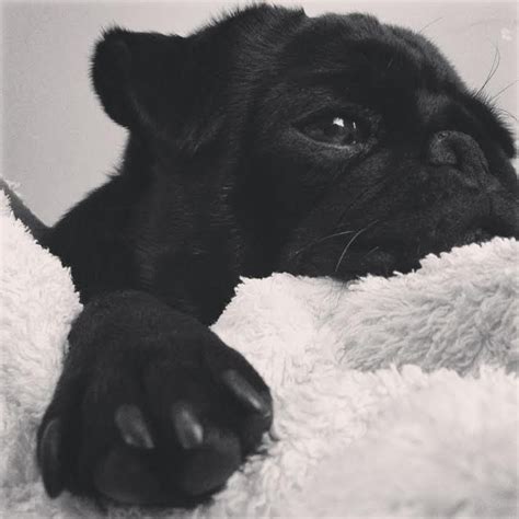 Fat pawed Gilbert : r/pugs