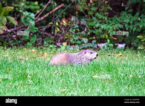 Woodchuck hi-res stock photography and images - Alamy