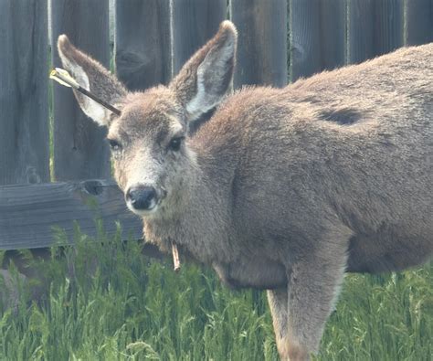 State Wants To Know Who Shot This Oregon Doe With A Crossbow