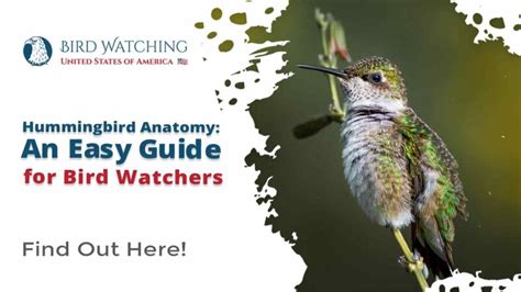 Hummingbird Anatomy - An Easy Guide for Bird Watchers