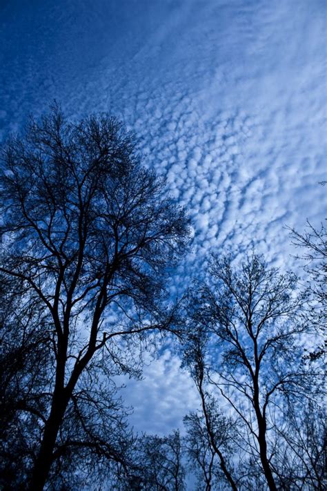 Free Images Tree Nature Forest Branch Snow Winter Cloud Sky