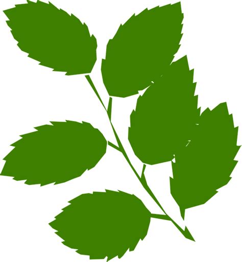 Leaves Twig Green Free Vector Graphic On Pixabay