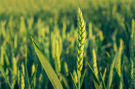 Barley | StollerUSA