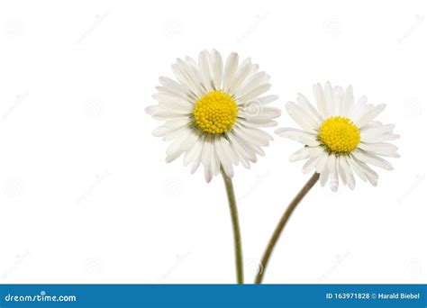 Flores De Margarida Bellis Perennis Foto De Stock Imagem De Flores