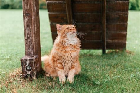 El Gato Mullido Rojo Se Sienta En La Hierba Foto Premium