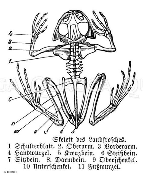 Amphibien Bildkategorie Quagga Illustrations Bilddatenbank