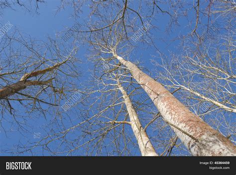 Naked Aspen Tree Image Photo Free Trial Bigstock